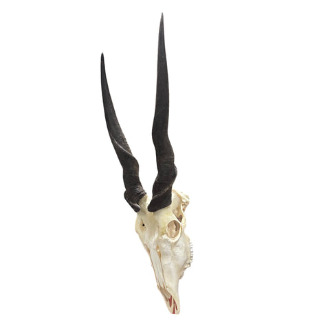 Eland Skull - Real Antelope Skull - Approximate Size: 39LX13WX9”D Real Wall Art Skull for Man Cave Genuine Taxidermy Mount for Decoration