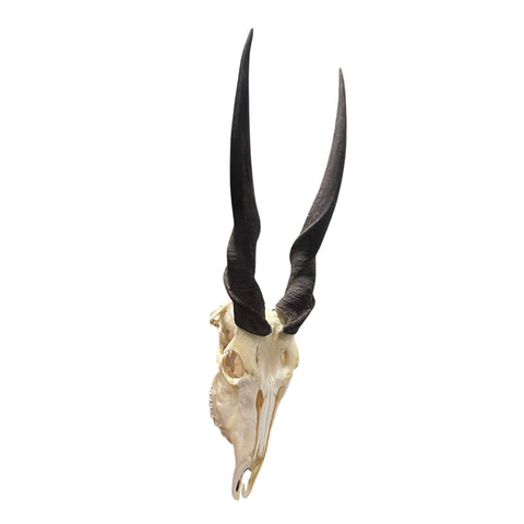 Eland Skull - Real Antelope Skull - Approximate Size: 39LX13WX9”D Real Wall Art Skull for Man Cave Genuine Taxidermy Mount for Decoration