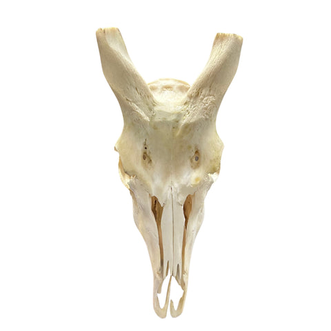 Eland Skull - Real Antelope Skull - Approximate Size: 39LX13WX9”D Real Wall Art Skull for Man Cave Genuine Taxidermy Mount for Decoration