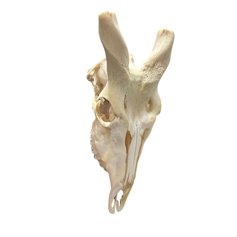 Eland Skull - Real Antelope Skull - Approximate Size: 39LX13WX9”D Real Wall Art Skull for Man Cave Genuine Taxidermy Mount for Decoration