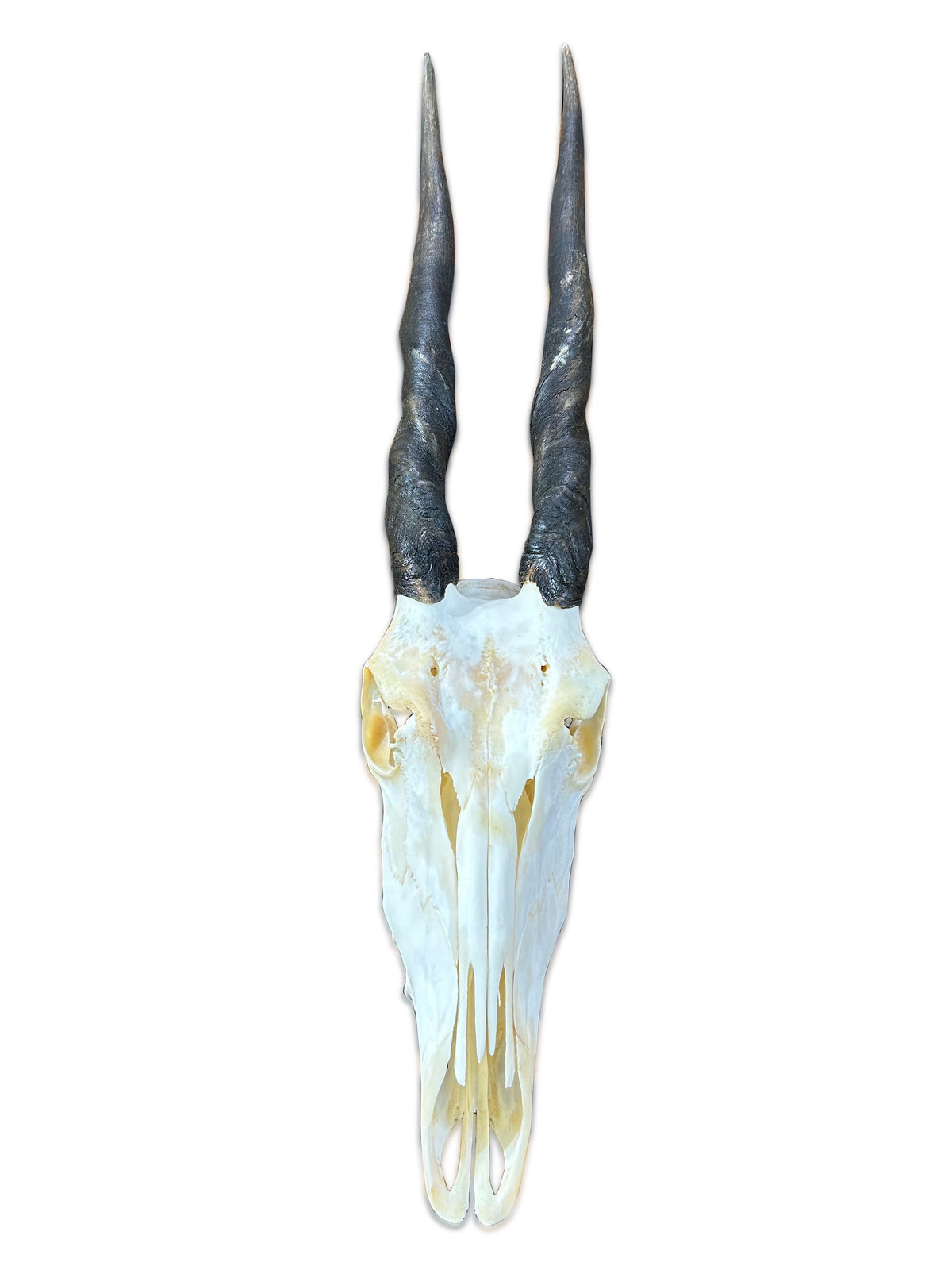Eland Skull - Real African Antelope Horns and skull- African Eland Cranium - 25" Horns