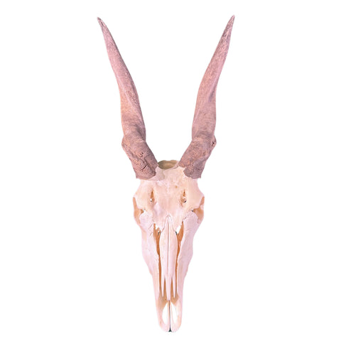 Eland Skull - Real African Eland Antelope European Mount Skull