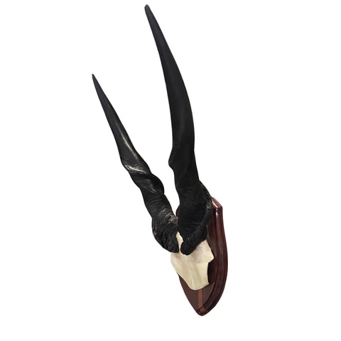 Giant Eland Skull on Wooden Shield- Real African Eland Antelope Head Mount