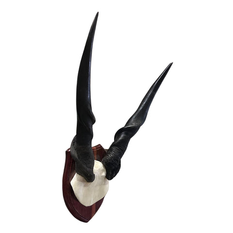 Giant Eland Skull on Wooden Shield- Real African Eland Antelope Head Mount