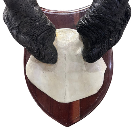 Giant Eland Skull on Wooden Shield- Real African Eland Antelope Head Mount