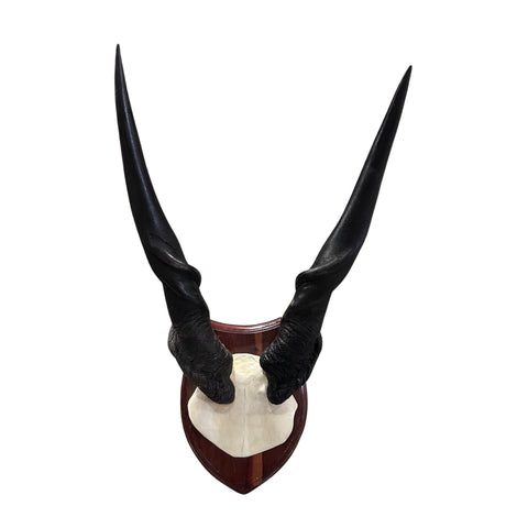 Giant Eland Skull on Wooden Shield- Real African Eland Antelope Head Mount