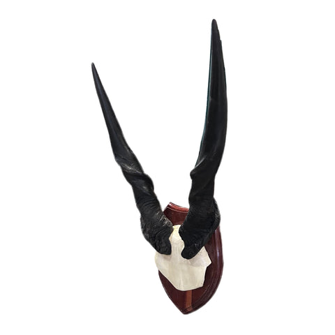 Giant Eland Skull on Wooden Shield- Real African Eland Antelope Head Mount