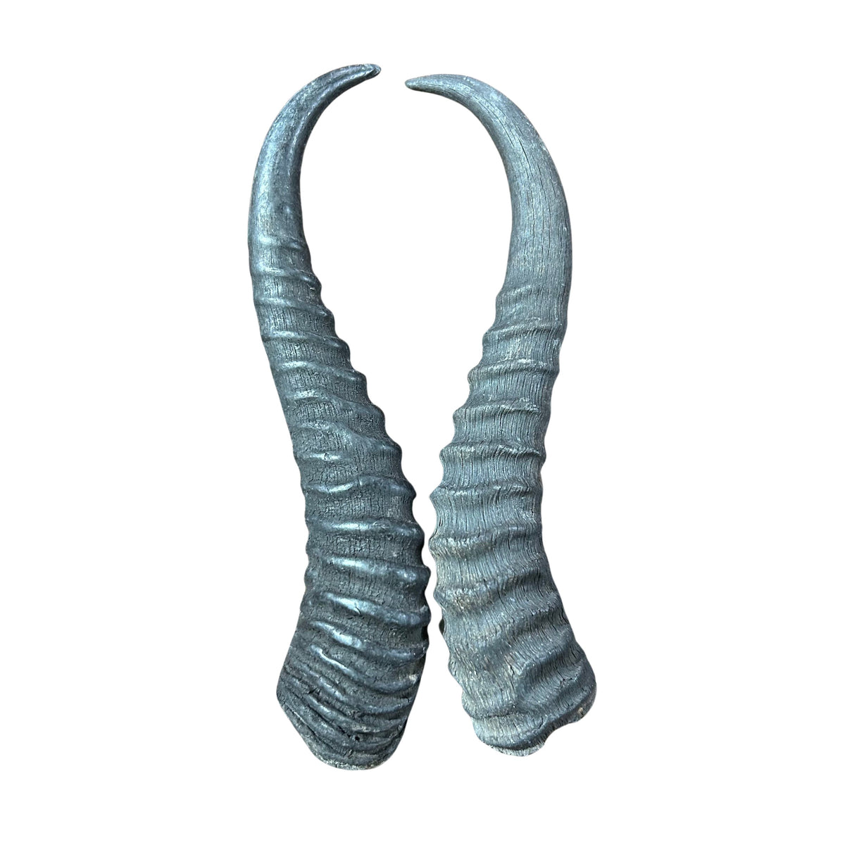 2 Natural Springbok Horn Set (left and right horn) Size: 8 to 11 inches long
