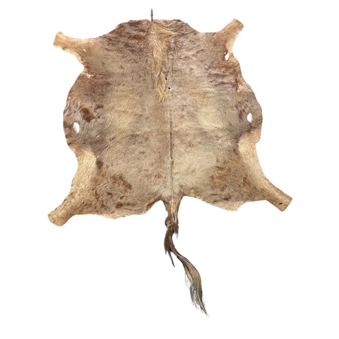 Golden Wildebeest Skin (holes and a bit stiff/Tail is 29") Size: 4.5x4.5 feet F-004