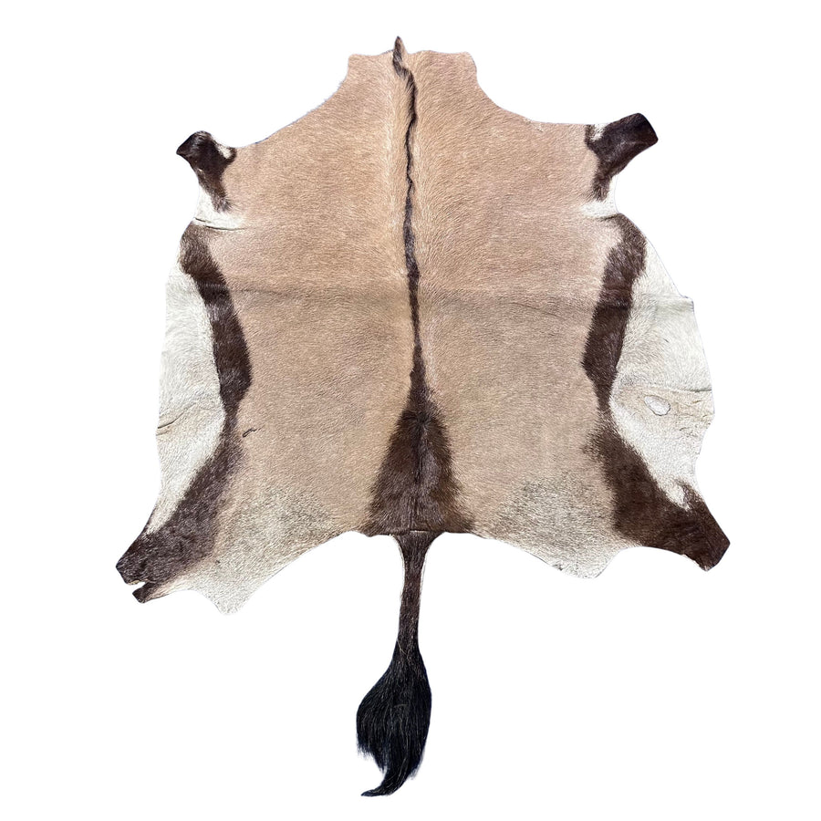 Gemsbok Skin (Tail is 18"/Tail is glued on) Size: 59x48" F-009
