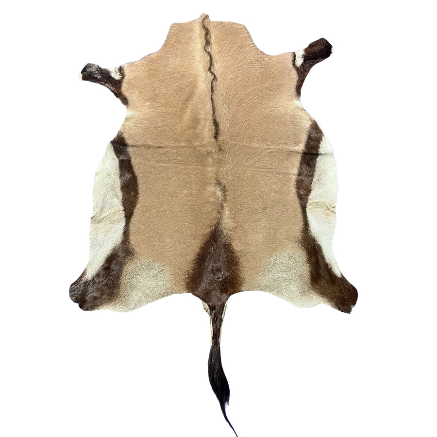 Gemsbok Skin (Tail is 17") Size: 52x40" F-010