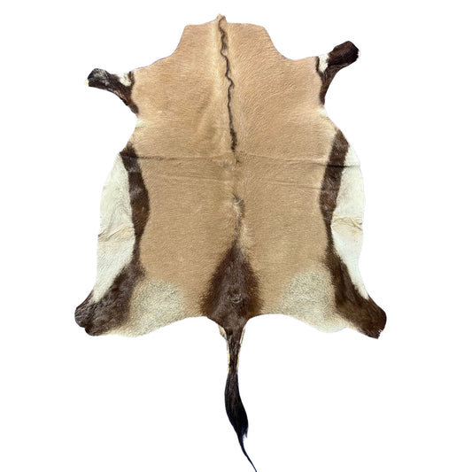 Gemsbok Skin (Tail is 17") Size: 52x40" F-010