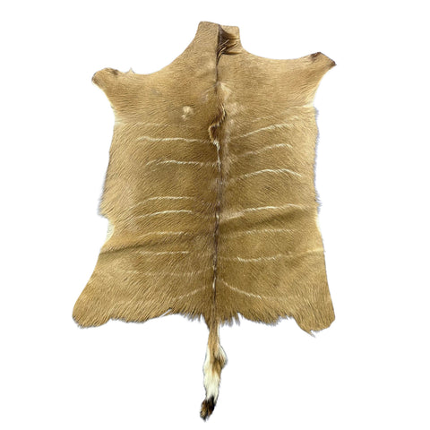 Gorgeous Kudu Skin (one small rub/Tail is 13") Size: 58x45" F-012