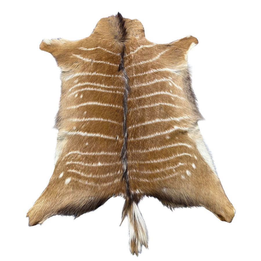 Nyala Skin (Tail is 8") Size: 35x33" F-014