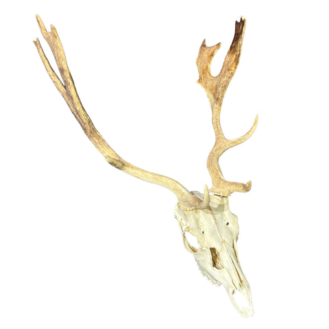 Real Fallow Deer Skull - European Mount REAL Fallow Buck Skull 27HX18WX13D inch