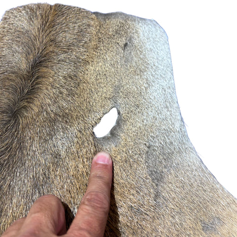 Fallow Deer Skin # D-980 (size 43X38") Real Chital Deer Skin - Leather for upholstery, Deer skin for wallets, hand bags, deer rug