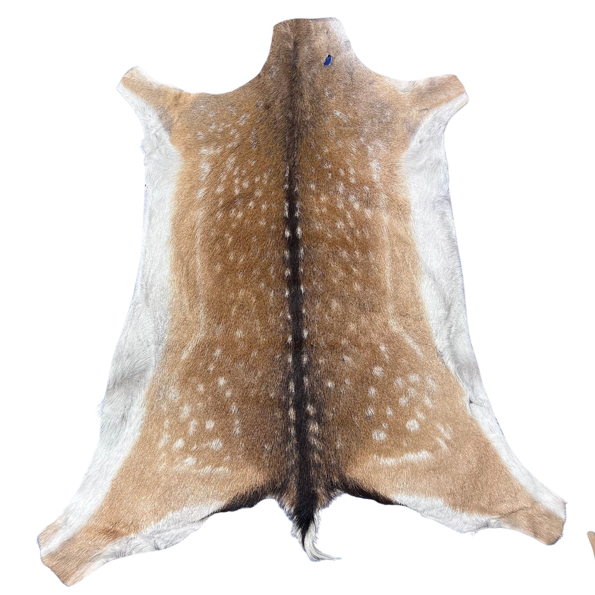 Fallow Deer Skin # D-980 (size 43X38") Real Chital Deer Skin - Leather for upholstery, Deer skin for wallets, hand bags, deer rug