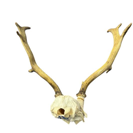 Real Fallow Deer Skull - European Mount REAL Fallow Buck Skull 18HX18WX13D inch