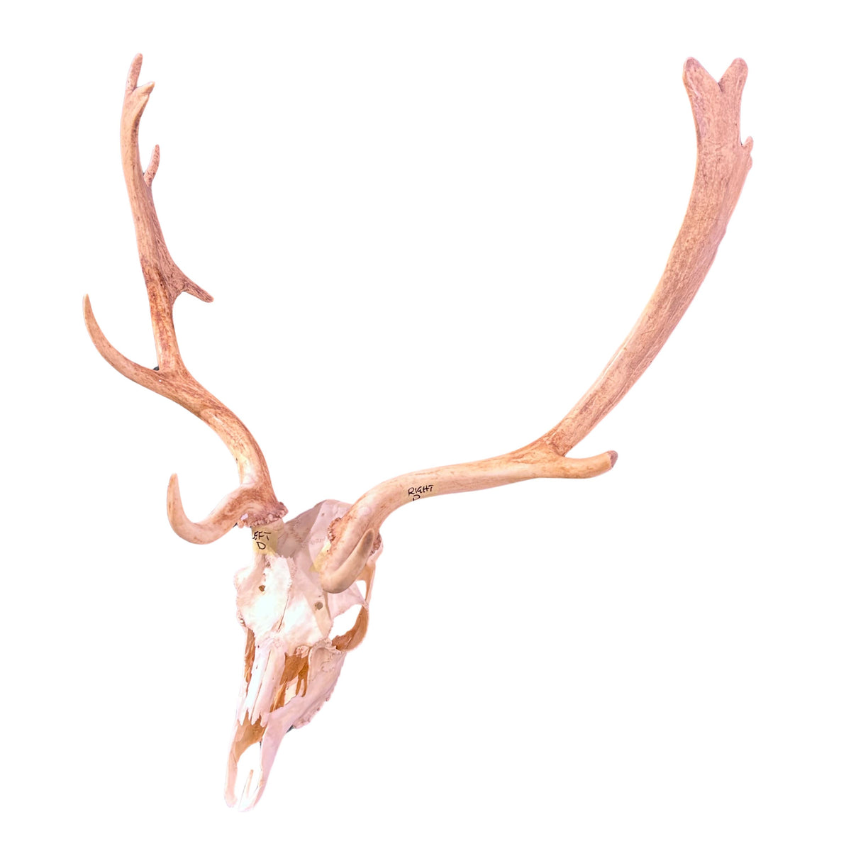 Real Fallow Deer Skull - European Mount REAL Fallow Buck Skull 28HX22WX12D inch