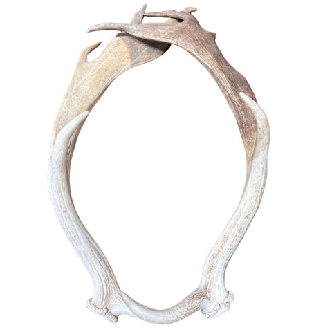 Large Fallow Deer Horn Set, Rustic Arts and Crafts, 25" - Fallow Deer Antlers