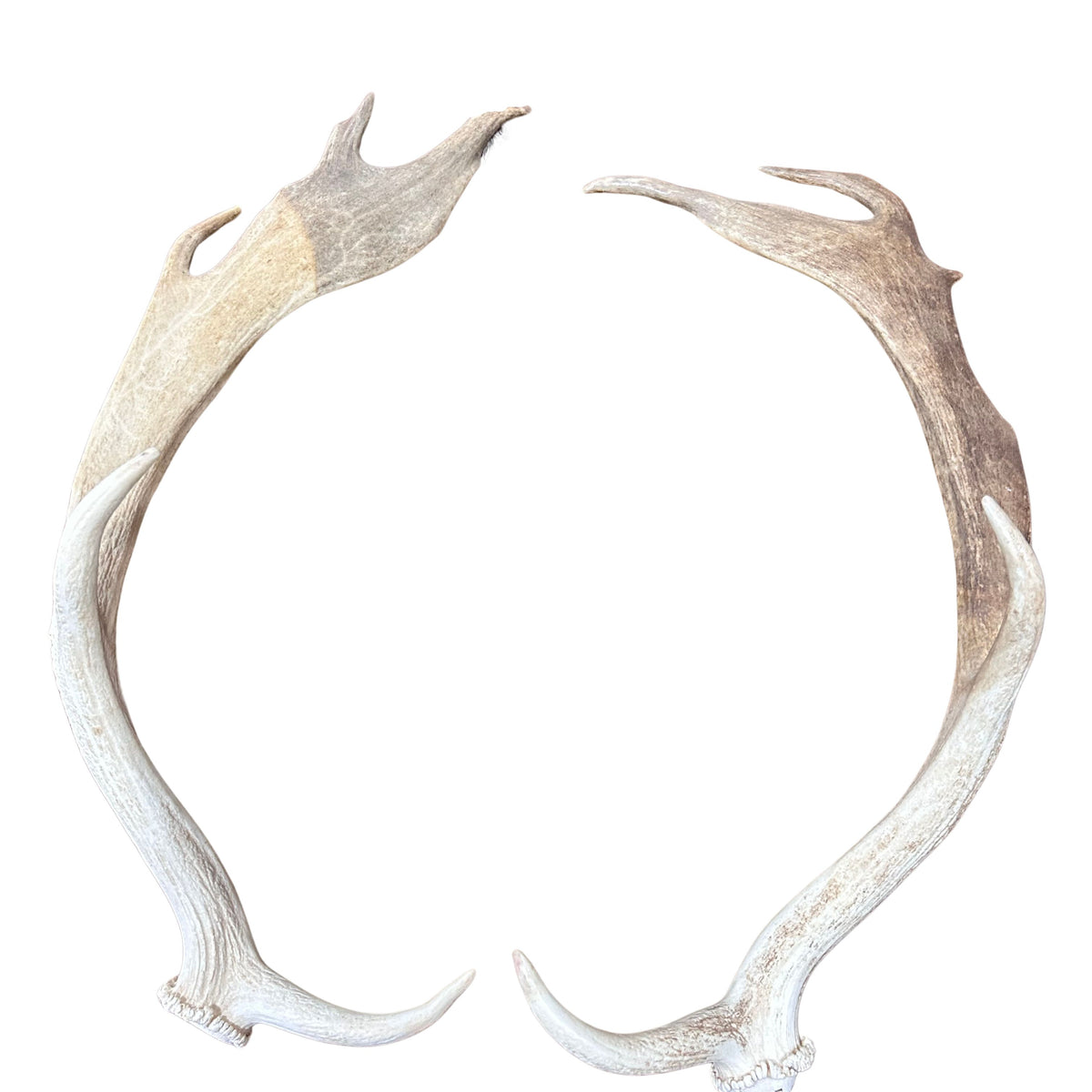Large Fallow Deer Horn Set, Rustic Arts and Crafts, 25" - Fallow Deer Antlers