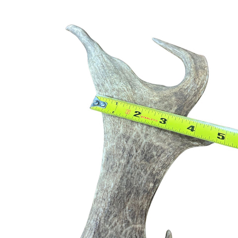 Large Fallow Deer Horn Set, Rustic Arts and Crafts, 25" - Fallow Deer Antlers
