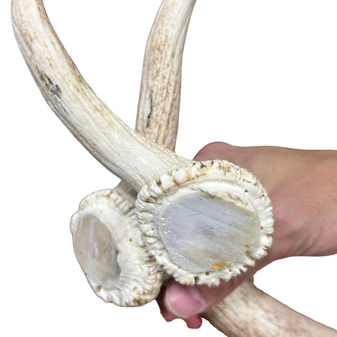 Large Fallow Deer Horn Set, Rustic Arts and Crafts, 25" - Fallow Deer Antlers