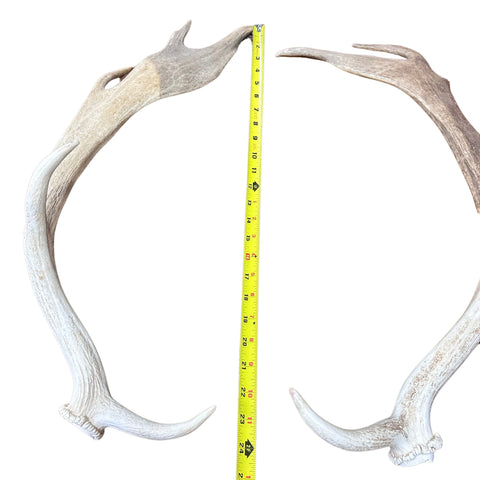 Large Fallow Deer Horn Set, Rustic Arts and Crafts, 25" - Fallow Deer Antlers
