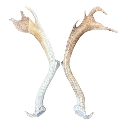 Large Fallow Deer Horn Set, Rustic Arts and Crafts, 25" - Fallow Deer Antlers