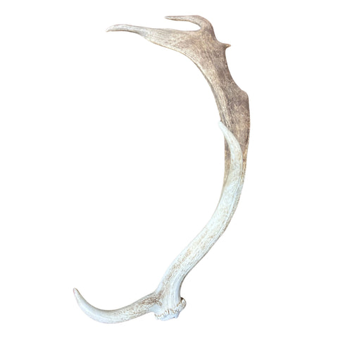Large Fallow Deer Horn Set, Rustic Arts and Crafts, 25" - Fallow Deer Antlers