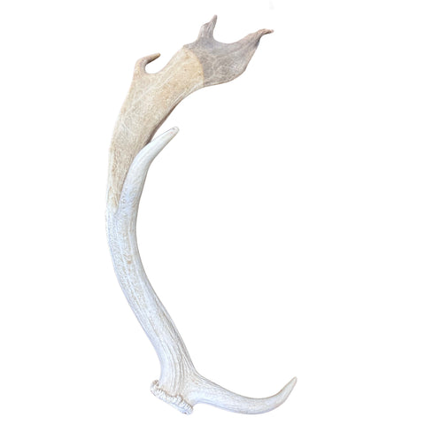 Large Fallow Deer Horn Set, Rustic Arts and Crafts, 25" - Fallow Deer Antlers