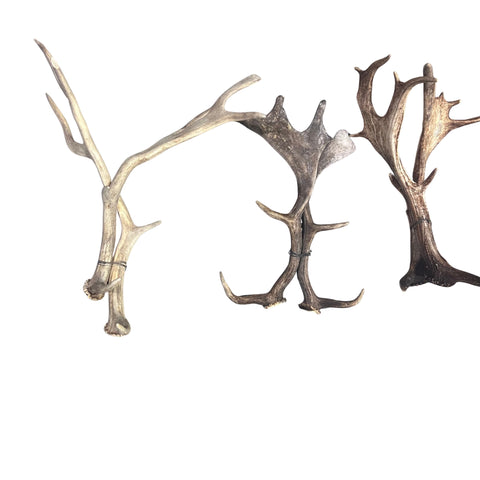 Fallow Deer Horn Sets (26 pairs/left and right) Horn Antlers Arts and Crafts Rustic