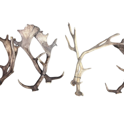 Fallow Deer Horn Sets (26 pairs/left and right) Horn Antlers Arts and Crafts Rustic