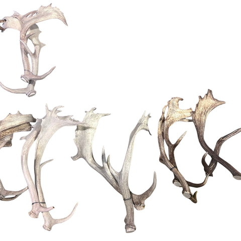 Fallow Deer Horn Sets (26 pairs/left and right) Horn Antlers Arts and Crafts Rustic