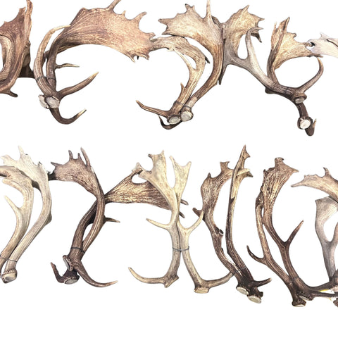 Fallow Deer Horn Sets (26 pairs/left and right) Horn Antlers Arts and Crafts Rustic