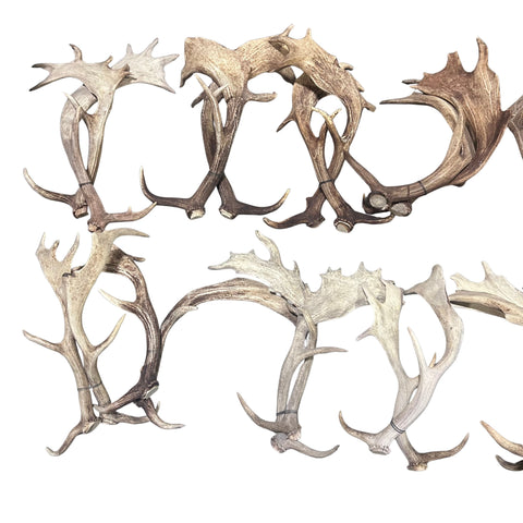 Fallow Deer Horn Sets (26 pairs/left and right) Horn Antlers Arts and Crafts Rustic
