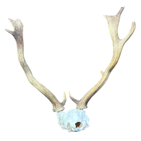 Fallow Deer Skull Real Deer Skull Antler Horn Mount Taxidermy Approximate Size: 22H X13D X 18W inches Deer Skull Mount