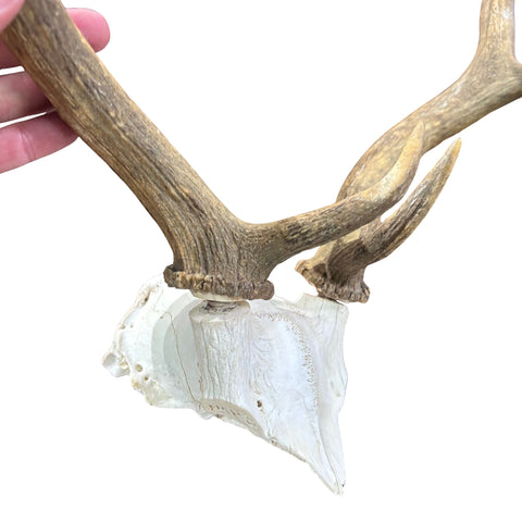 Fallow Deer Skull Real Deer Skull Antler Horn Mount Taxidermy Approximate Size: 22H X13D X 18W inches Deer Skull Mount