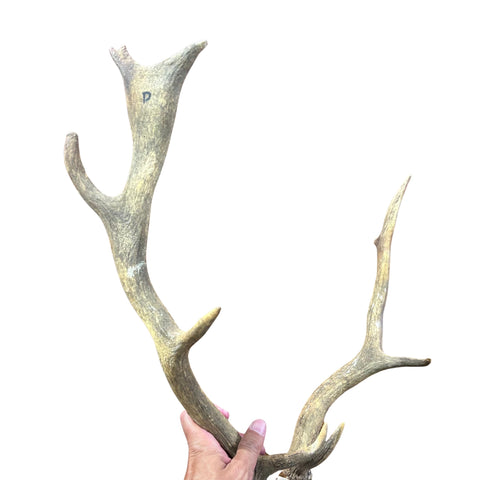 Fallow Deer Skull Real Deer Skull Antler Horn Mount Taxidermy Approximate Size: 22H X13D X 18W inches Deer Skull Mount
