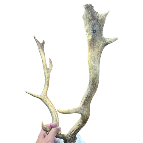 Fallow Deer Skull Real Deer Skull Antler Horn Mount Taxidermy Approximate Size: 22H X13D X 18W inches Deer Skull Mount