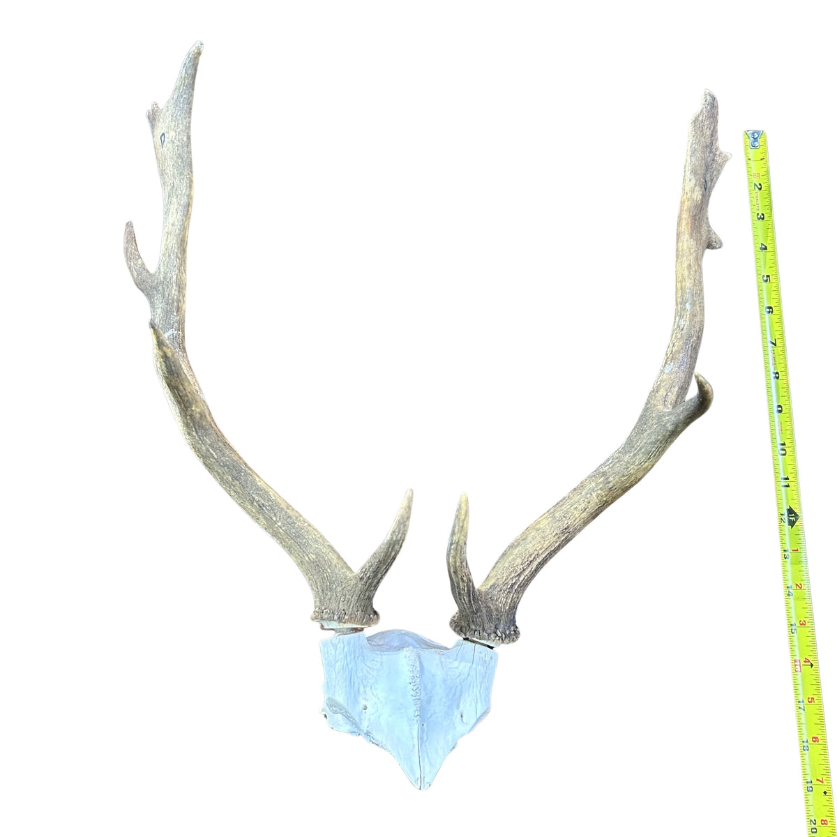 Fallow Deer Skull Real Deer Skull Antler Horn Mount Taxidermy Approximate Size: 22H X13D X 18W inches Deer Skull Mount