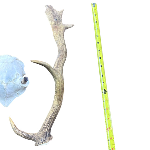 Fallow Deer Skull Real Deer Skull Antler Horn Mount Taxidermy Approximate Size: 22H X13D X 18W inches Deer Skull Mount