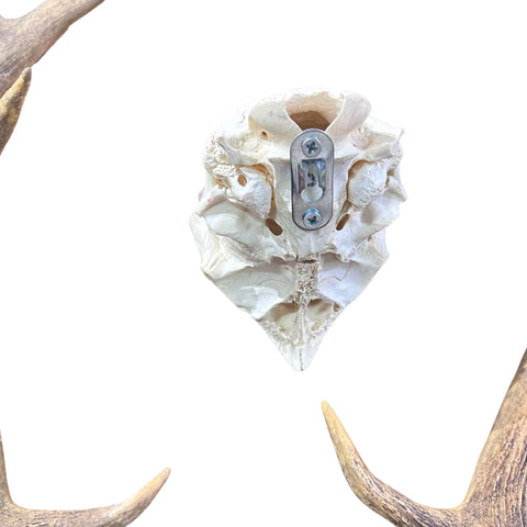 Fallow Deer Skull Real Deer Skull Antler Horn Mount Taxidermy Approximate Size: 22H X13D X 18W inches Deer Skull Mount