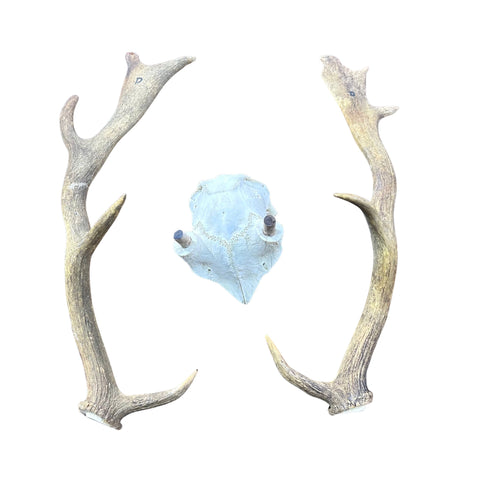 Fallow Deer Skull Real Deer Skull Antler Horn Mount Taxidermy Approximate Size: 22H X13D X 18W inches Deer Skull Mount
