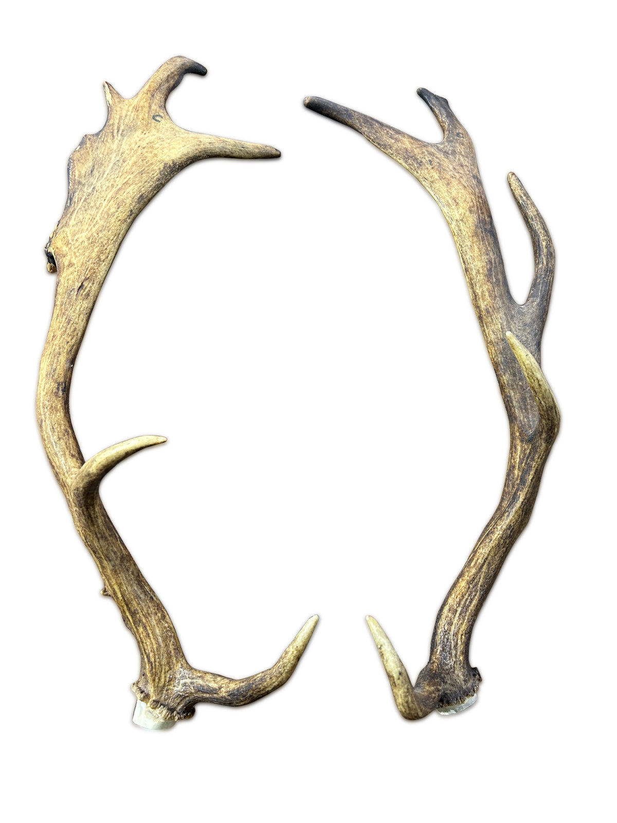 Real Fallow Deer Horns Set - Genuine Fallow Deer Horns Approximate Length: 22" inches