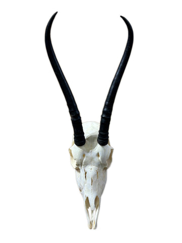 Female Springbok Skull - Deer Skull - Real African Antelope Horns - African Springbok Antelope Skull Approx Size: 15HX9WX5D inches