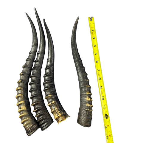 Female Blesbok Horns – 14" Real Antelope Horns for Crafts & Costumes