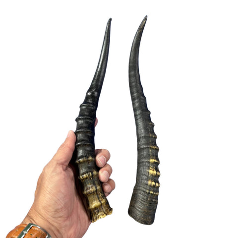 Female Blesbok Horns – 14" Real Antelope Horns for Crafts & Costumes