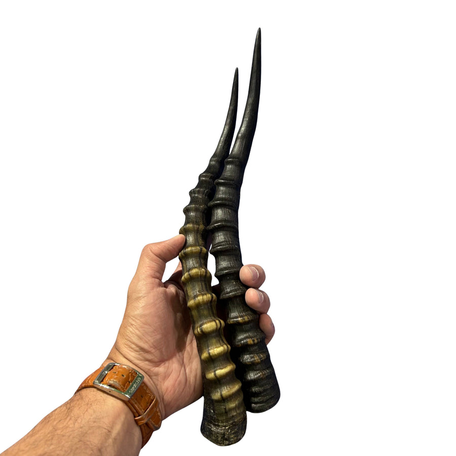 Female Blesbok Horns – 14" Real Antelope Horns for Crafts & Costumes