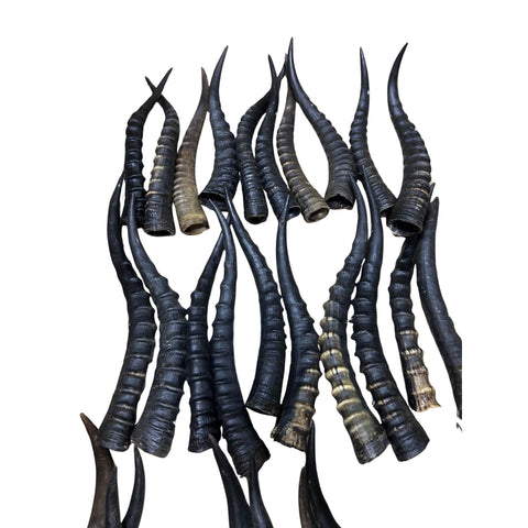 Female Blesbok Horns – 14" Real Antelope Horns for Crafts & Costumes